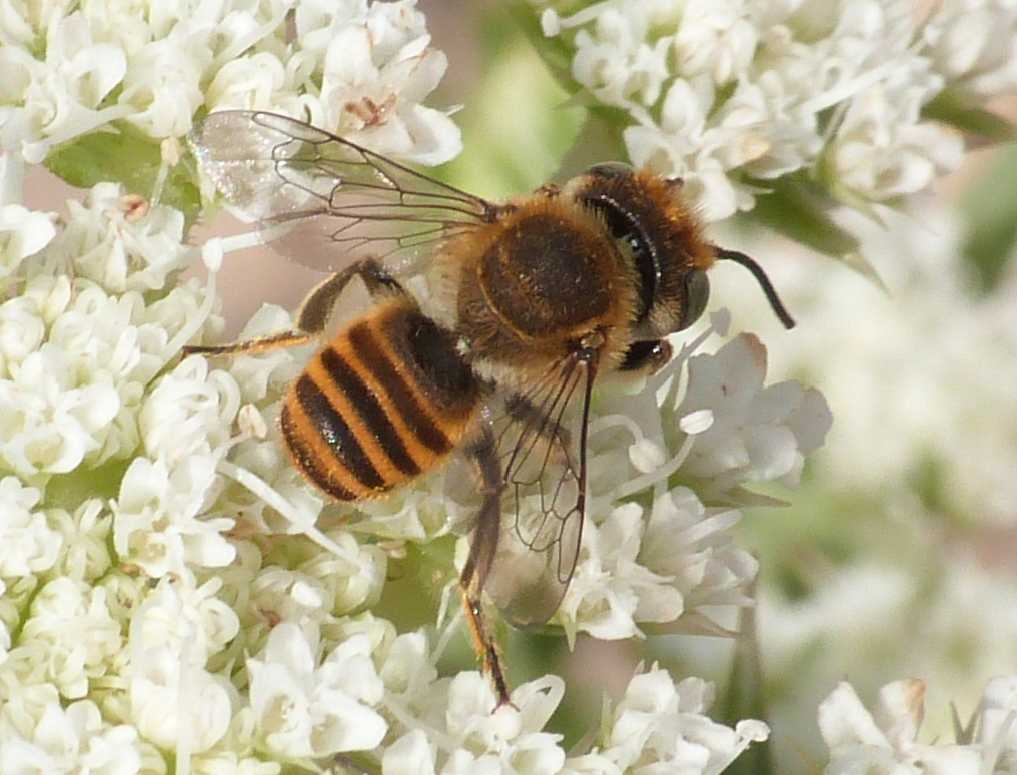Piccolo megachile biondo occhi verdi
